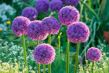 Allium çiçeği tohumu Mor renk [5 adet tohum]